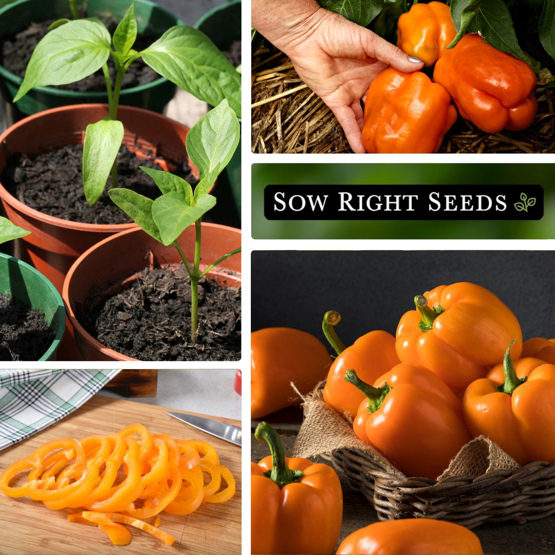Orange Sun Pepper Seeds for Planting