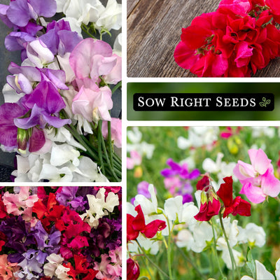 sweet pea mammoth mix cut flowers, red cut flower, mix of colors, growing in garden