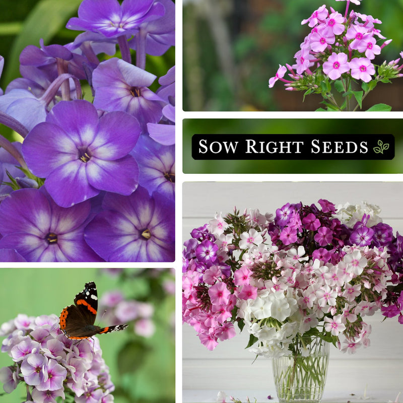 pastel mix shades phlox purple blooms, pink blooms, pollinator butterfly, bouquet in vase