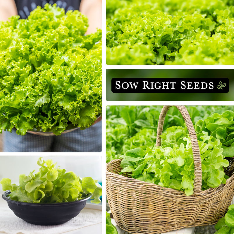 green salad bowl lettuce harvest in hand, growing lettuce, harvest in bowl, harvest in basket