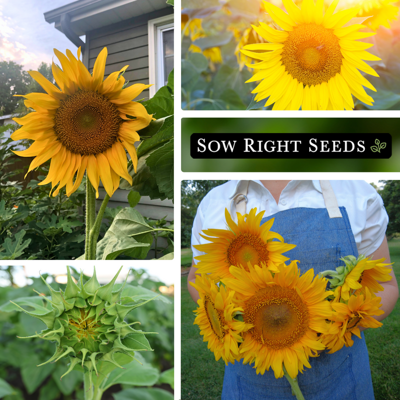 sunspot sunflower seeds collage growing in home garden sun closed flower bouquet in hand blooms 