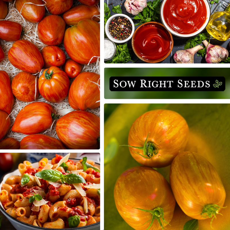 striped paste tomato seeds collage large harvest tomato paste pasta sauce fruits