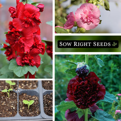 mixed double flower hollyhock collage red pink flowers blooms blossoms seedling in tray