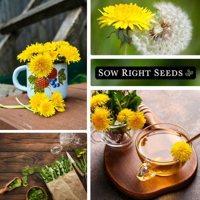 common dandelion seeds collage harvest in mug seeds puffs bundle in paper bag spoon medicinal herbal tea