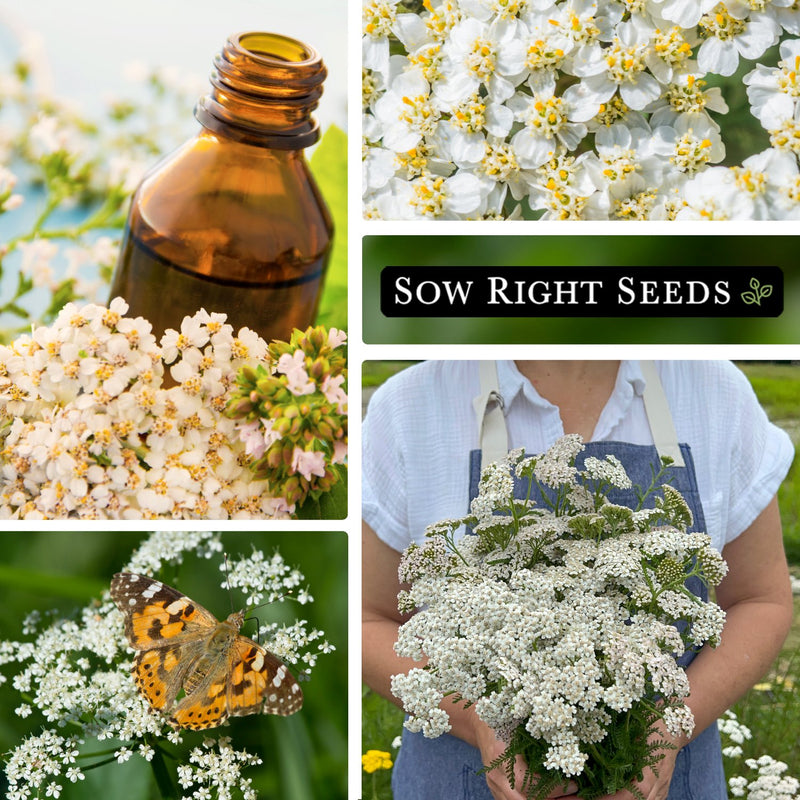 common white yarrow seeds collage medicinal herbs remedies flowers blooms blossoms growing in garden pollinator butterfly bouquet in hand