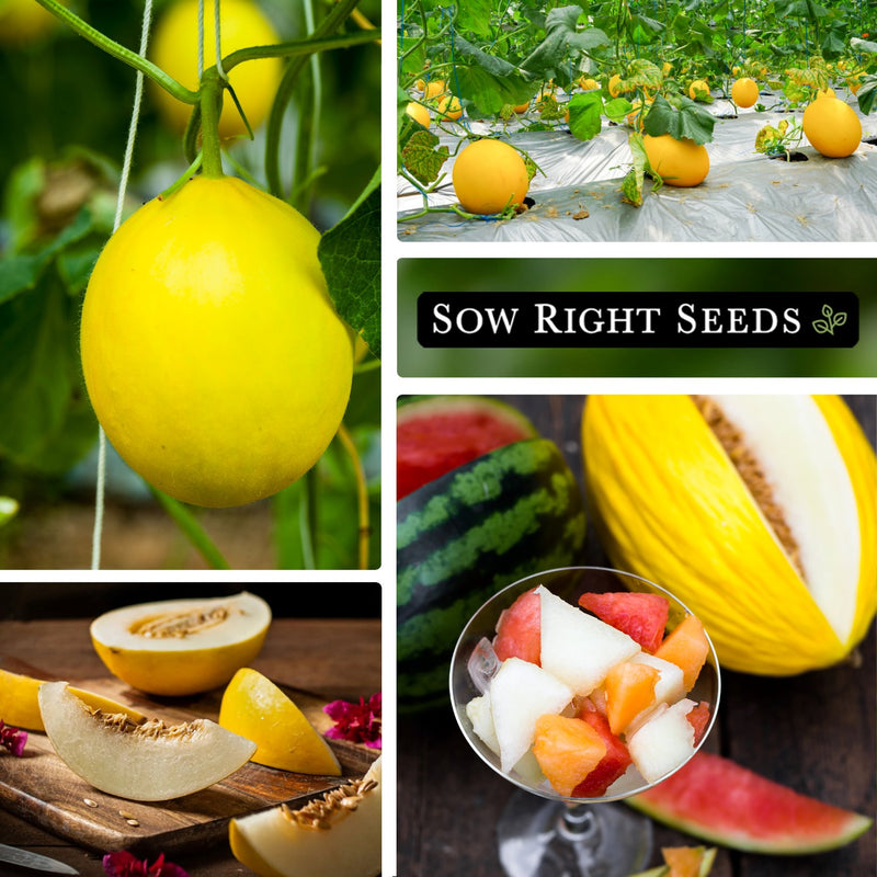 juane canary melon seeds collage growing in garden on trellis harvest on cutting board fruit salad