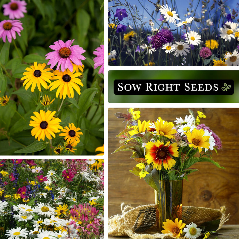 Midwest mix widlflowers echinacea coneflower black-eyed susan daisy field mix of colors blanket flower bouquet