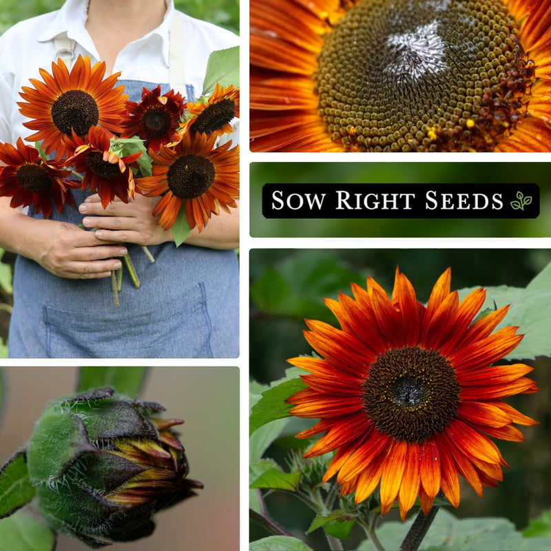 velvet queen sunflower seeds collage bouquet in hand blooms closed blossom growing in garden