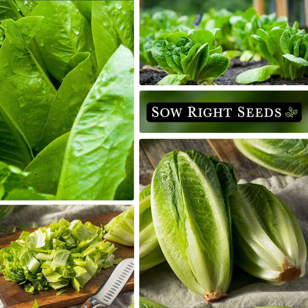 romaine lettuce seed planting Giant Caesar Lettuce Seeds for Planting