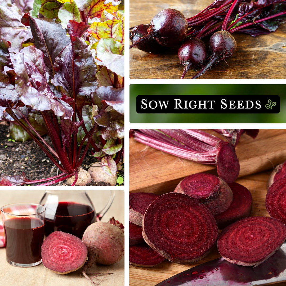 beetroot plant seeds Sow Right Seeds - Bulls Blood Beet Seed for Planting