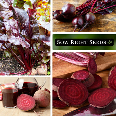 bulls blood beet growing in garden, harvest, beet juice, sliced beets