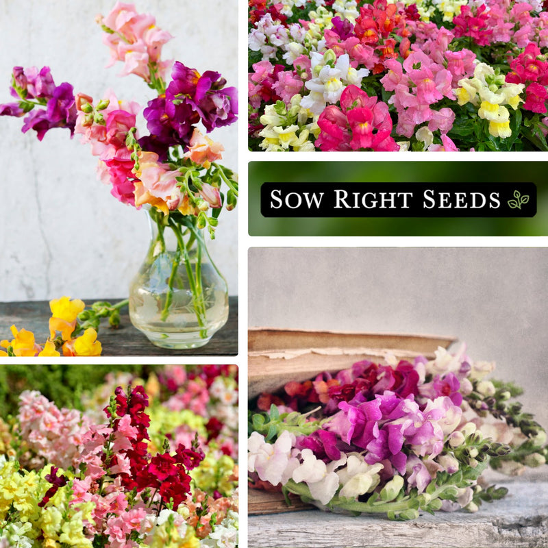 tetra mix snapdragon seeds collage vase growing in garden bouquet