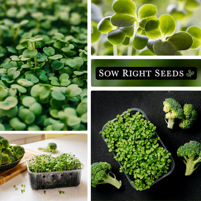 broccoli microgreens growing, close-up, growing in tupperware, growing with full-grown broccoli