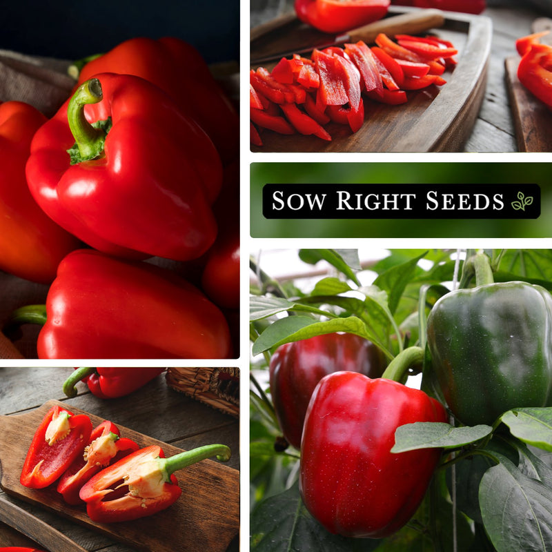 california wonder pepper seeds collage large harvest sliced on cutting board growing in garden