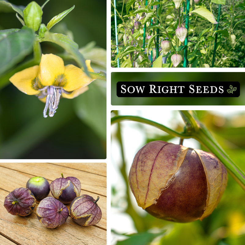 purple tomatillo seeds collage flower growing in garden harvest fruit