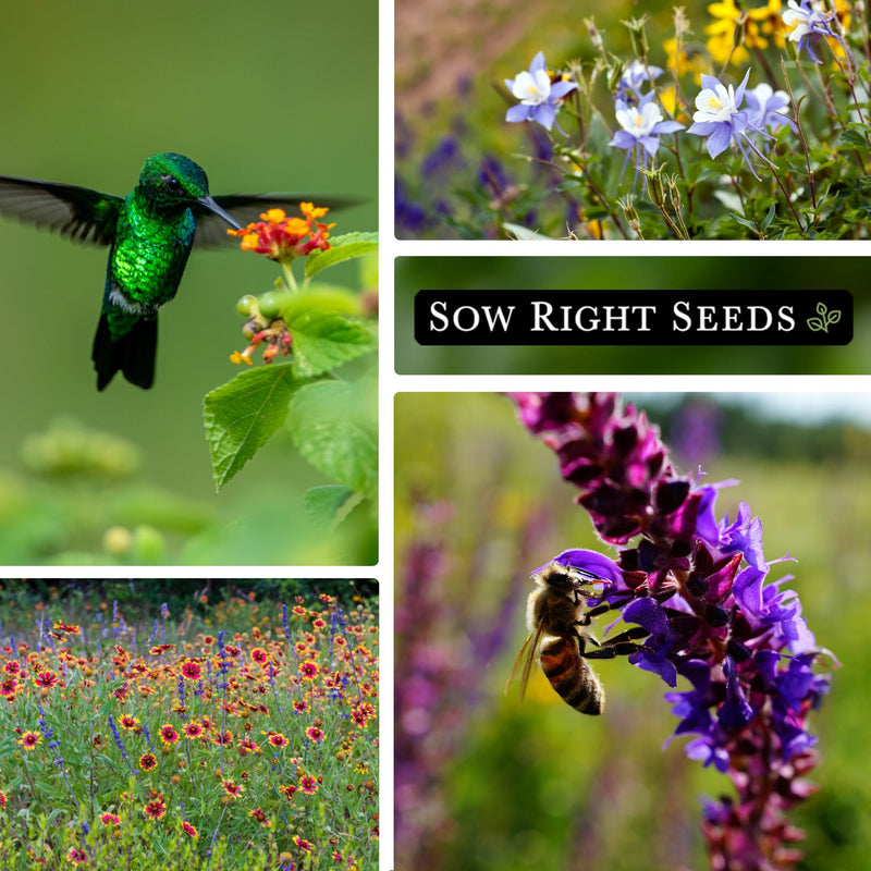 perennial mix wildflowers mix pollinator hummingbird bee columbine blanket flower growing in field garden