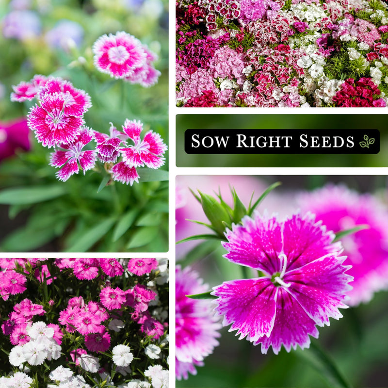 baby doll dianthus seeds pink blooms mixed colors growing in garden blossoms