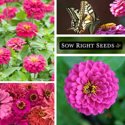 luminosa zinnia seeds growing in garden field pollinator butterfly pink blooms blossoms flowers