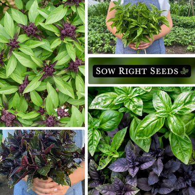 three basil seed collection collage thai basil genovese basil bouquet opal basil bouquet growing in garden