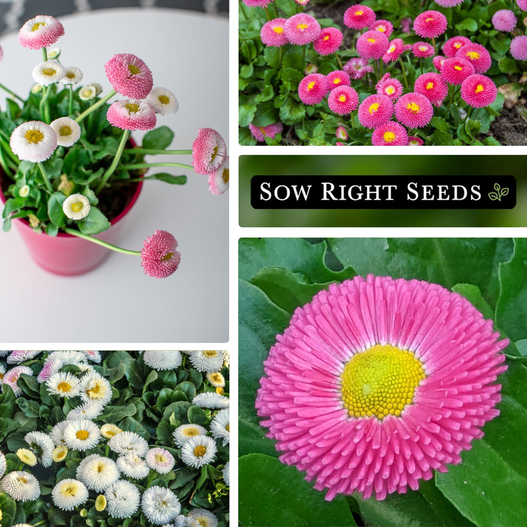English Daisy Seeds | Perennial Wildflower Seeds for Planting  Sow Right  Seeds