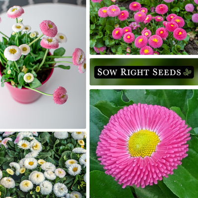 english daisy seeds in pot growing in garden pink and white flowers blossom