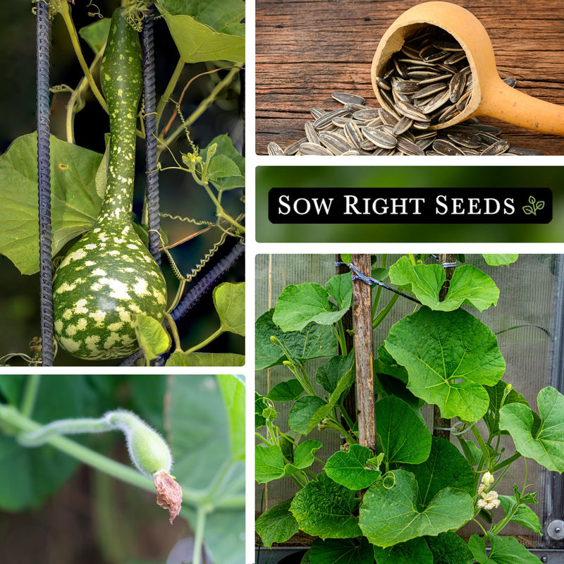 dipper gourd seeds collage growing on trellis container for sunflower seeds young plant leaves in garden