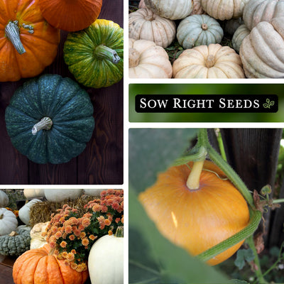 pumpkin mix bulk jumbo seeds collage large harvest autumn decor growing in garden multicolored