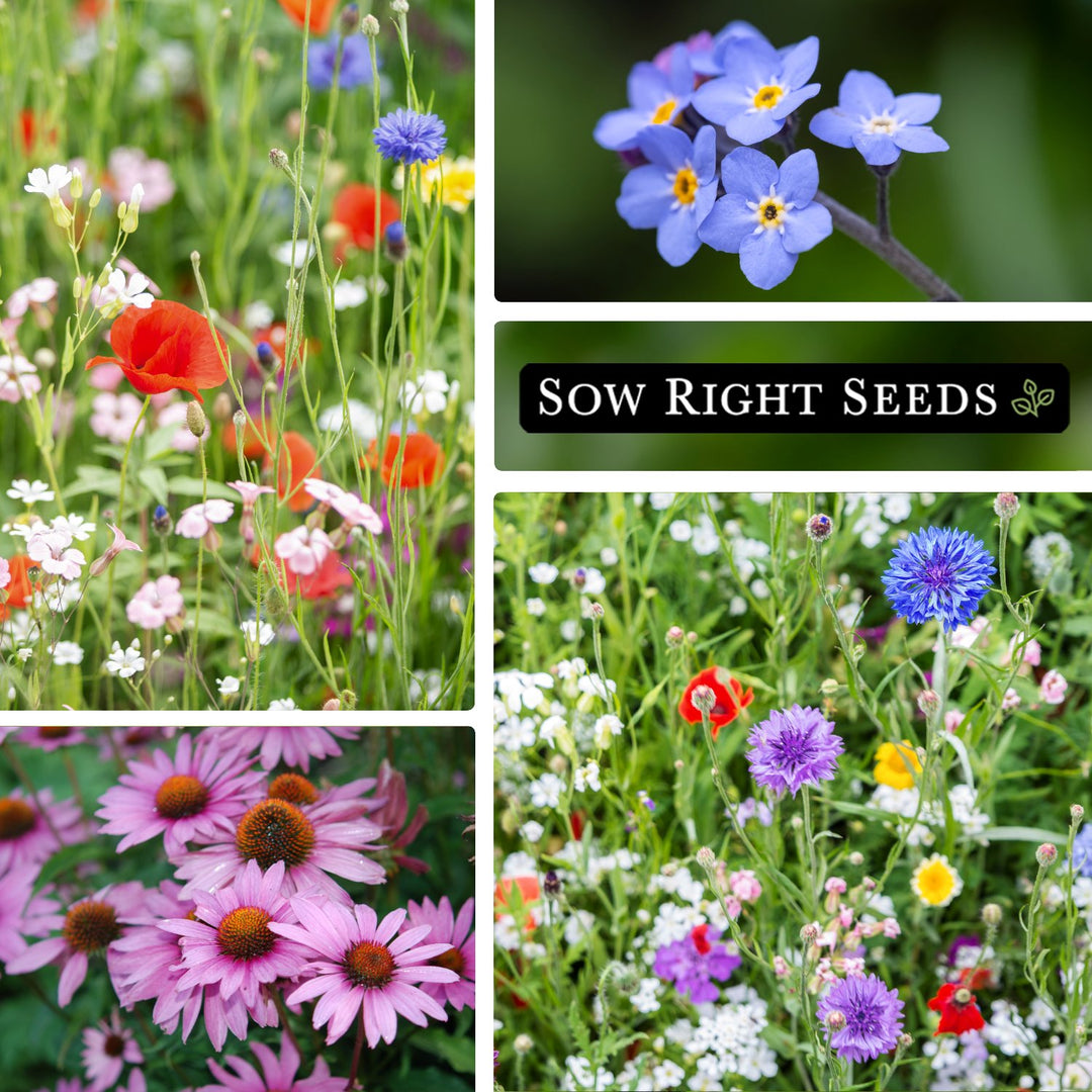 Part Shade Mix Wildflower Seeds