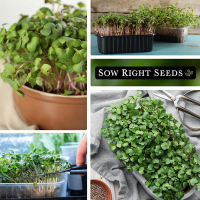 radish microgreens seeds collage growing in pot in tray snipping harvest