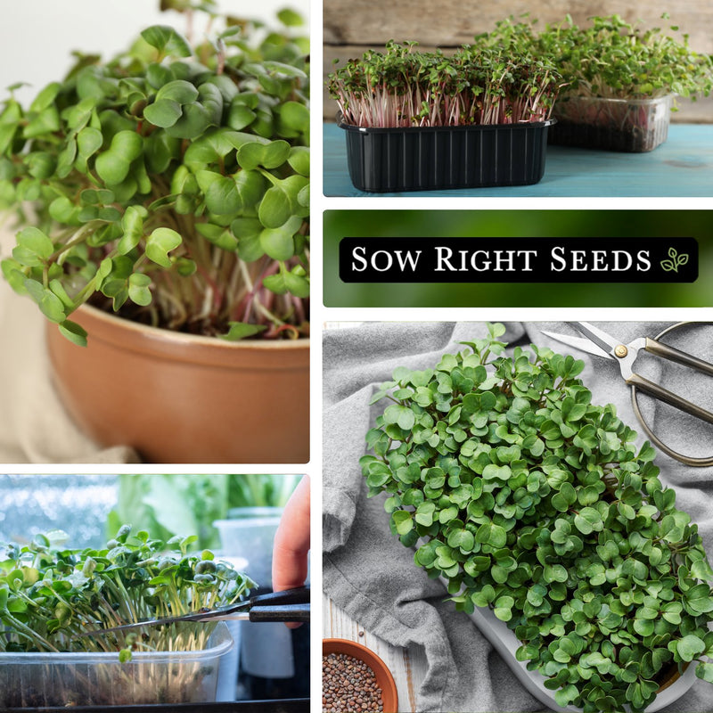 radish microgreens seeds collage growing in pot in tray snipping harvest