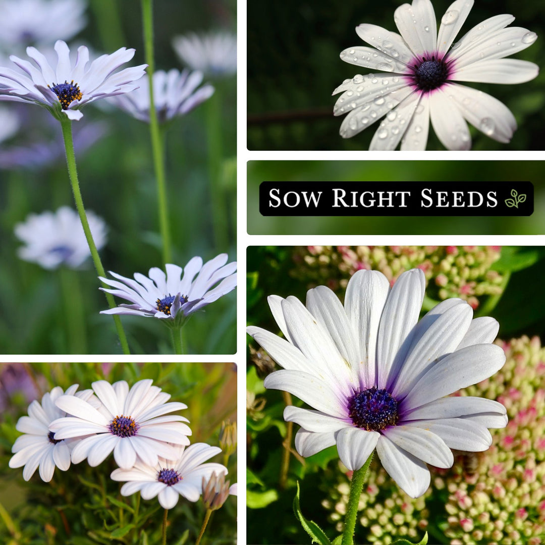 seeds daisy flower Cape Daisy Seeds
