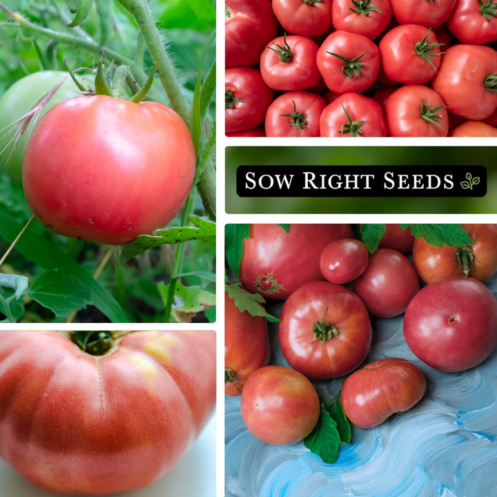 高品質 スターローズクォーツ桃ハート♡♡ダブルスターNo.2565 Ponderosa Pink Tomato Seeds for Planting | Rosy Slicer Variety