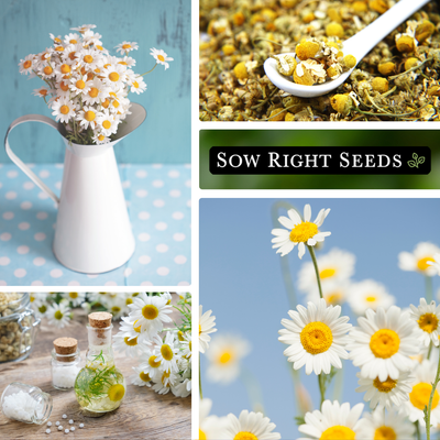 chamomile seed collection collage bouquet in vase dried blossoms in spoon herbal tea flowers blooms