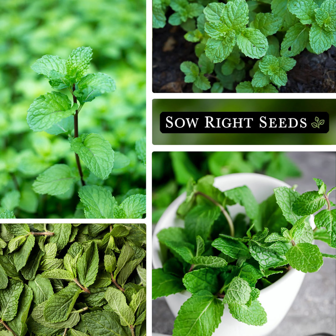 Peppermint Seeds for Planting