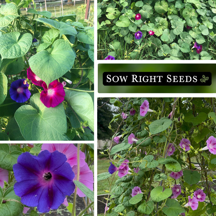 smoking morning glory seeds Tall Mixed Morning Glory Seeds