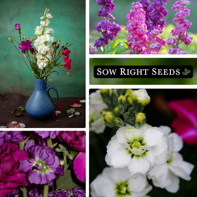 hoary dwarf mixed stock seeds collage bouquet in vase growing in garden multicolored blooms blossoms white purple pink flowers