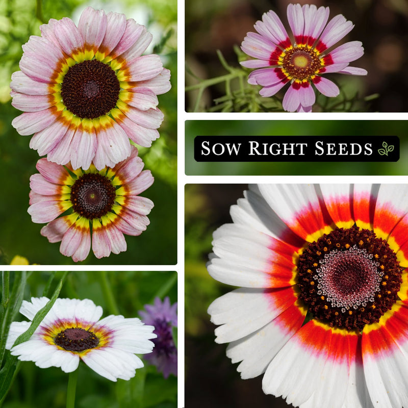 painted daisy seeds growing in garden blossoms blooms flowers