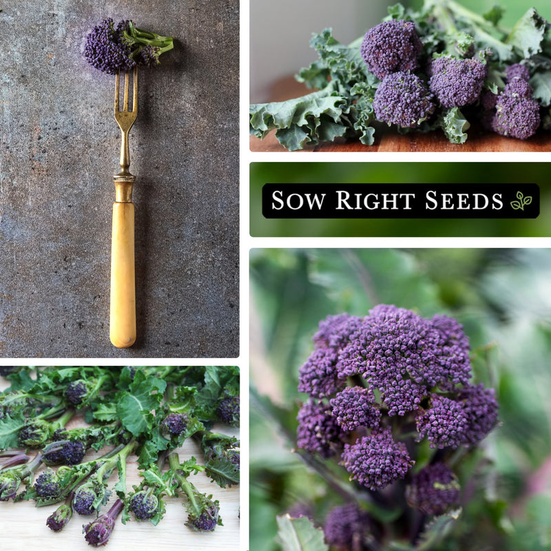 early purple sprouting broccoli seeds collage on fork harvest growing in garden florets