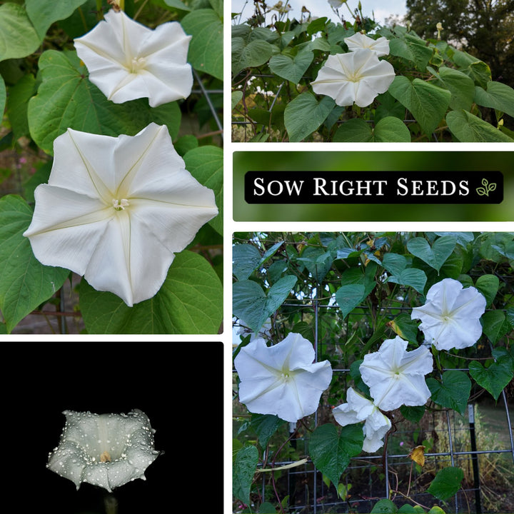 moon flower bush seeds Sow Right Seeds - Moonflower (Ipomoea alba) Flower Seeds for Planting - Beautiful Flowers to Plant in Your Home Garden - Non-GMO Heirloom Seeds
