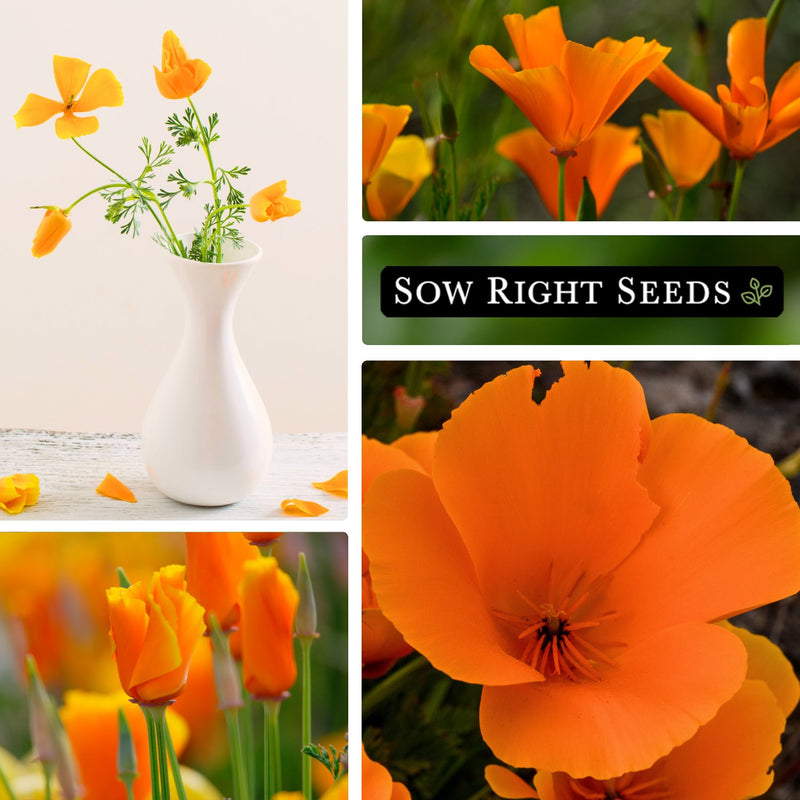 california poppy in vase, growing in vase, closed up blooms, close-up flower