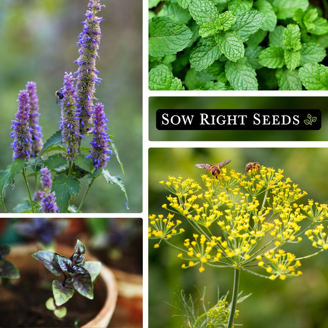 herbs from seed or plant 15 Herb Seed Collection for Planting in Your Home Garden – Sow Right Seeds