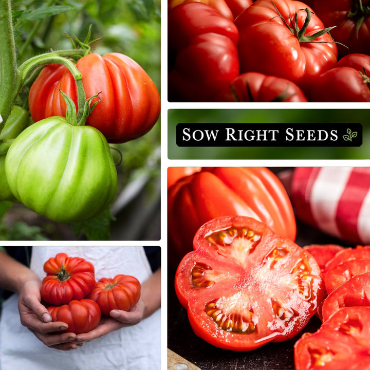 Mortgage Lifter Tomato Seeds for Planting