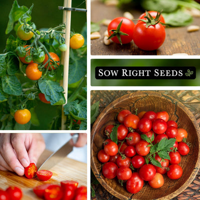 tiny tim tomato growing on trellis, harvest on table, slicing tomato, harvest in bowl