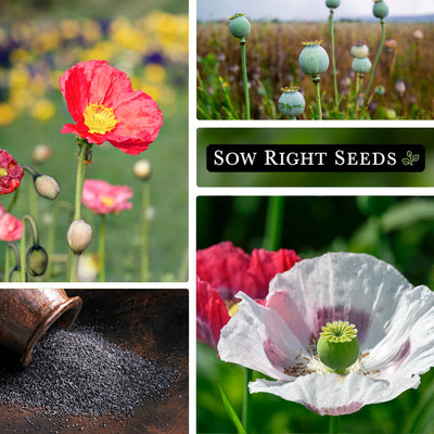 mixed corn poppy seeds growing in garden, blossoms, poppy seed harvest, closeup bloom