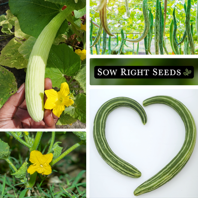 armenian cucumber seed collection collage growing in garden in hand on trellis flower heart