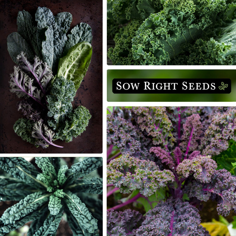 kale garden mix bulk jumbo seeds collage harvest leaves growing in garden multicolored