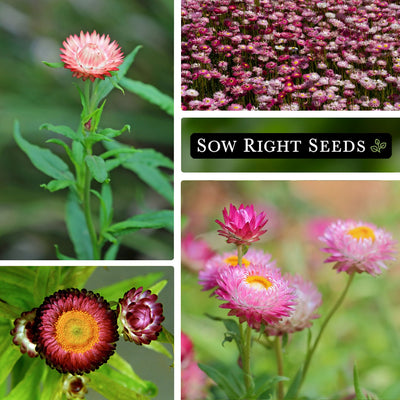 paper daisy seeds growing in garden field pink yellow blooms blossoms flowers