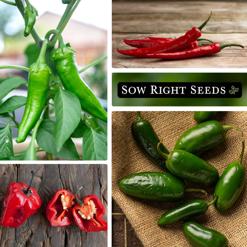 hot pepper collection growing in garden, serrano pepper harvest, habanero pepper harvest and sliced, jalapeno harvest in burlap