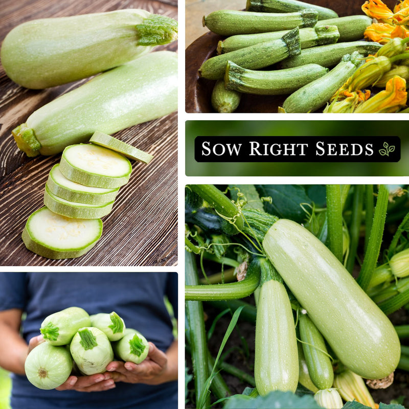 grey zucchini seeds collage harvest and slices in hand growing in garden