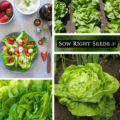 all the year round lettuce seeds collage salad growing in garden head vegetable